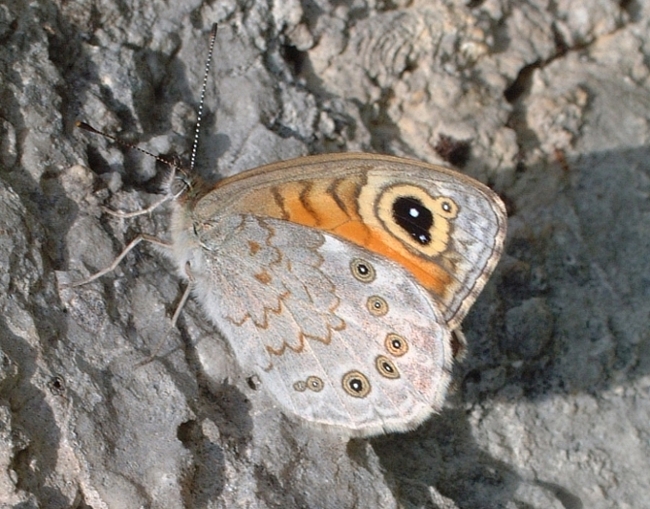 farfalla da determinare - Lasiommata maera